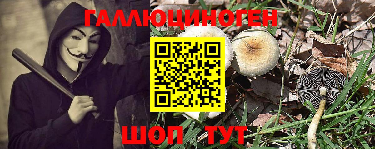 Славянск-на-Кубани  Псилоцибиновые грибы GOLDEN TEACHER  Вход с VPN 